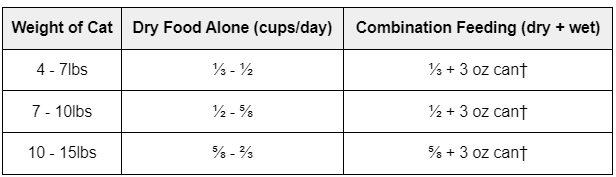 Indoor Cat Feeding Guide