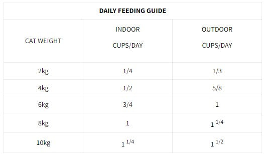 Cat Feeding Guide