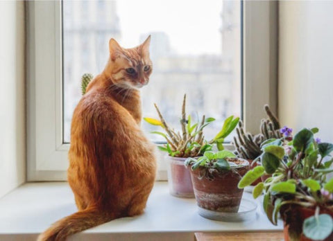 cat with indoor plants