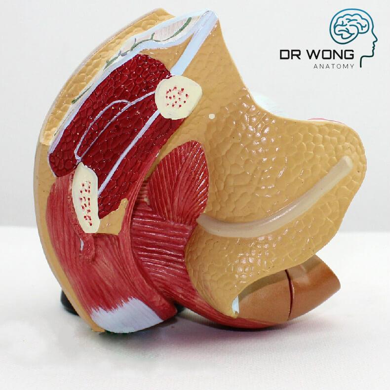 Female Genital Organs Model 4 Parts Dr Wong Anatomy Uk