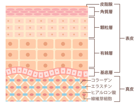 コラーゲン ヒアルロン酸 プラセンタ 肌