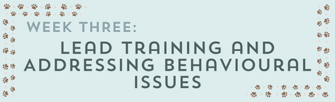 week 3 - lead training and behavioural issues