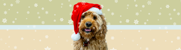 dog with christmas hat on
