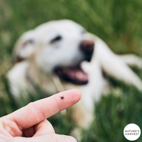 dog with dog tick