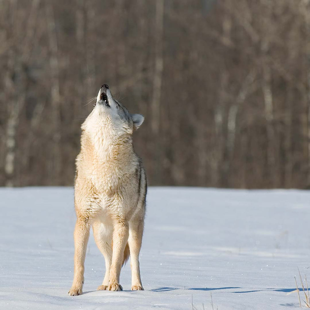 Support coyote - Trouvez le meilleur prix sur leDénicheur