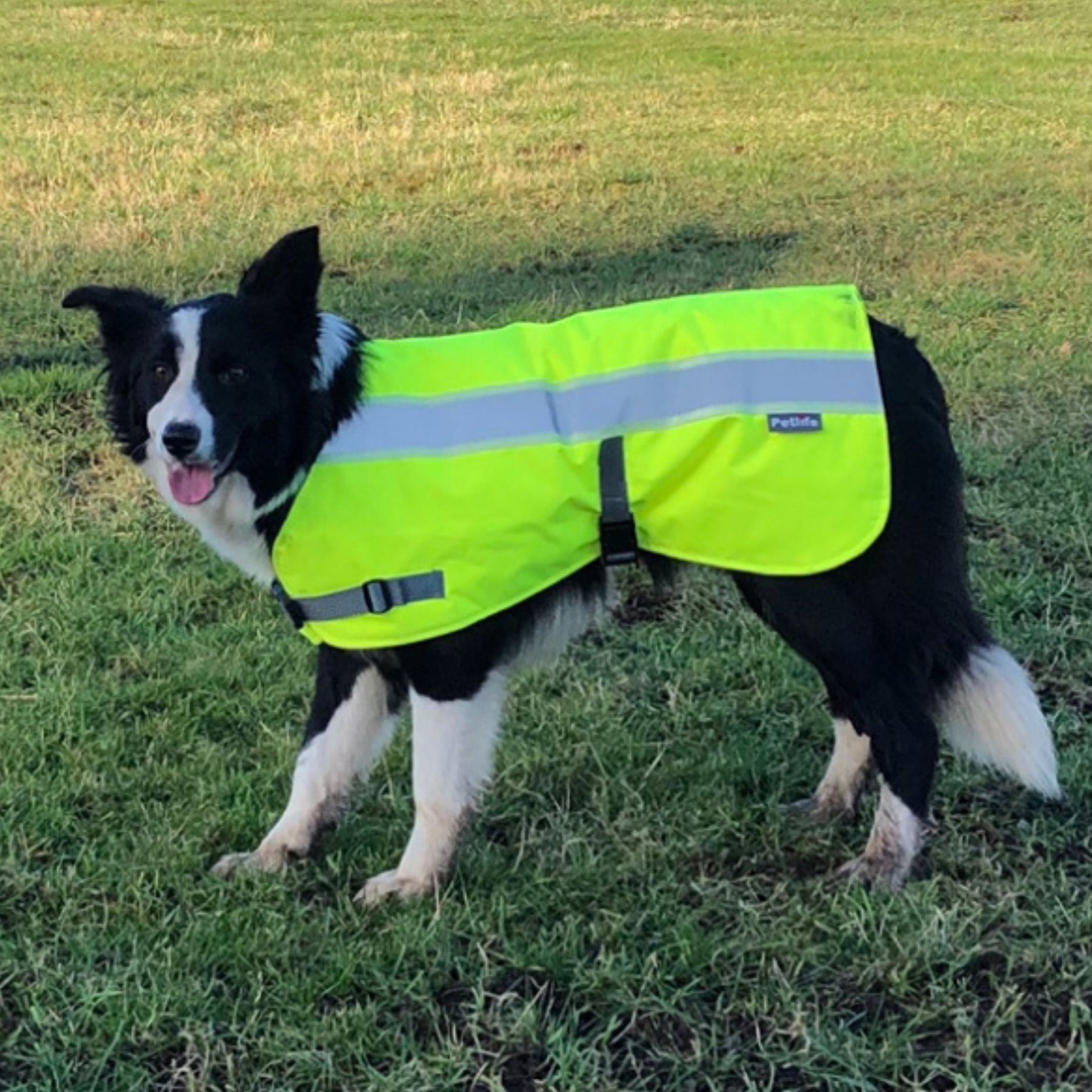 3 in 1 dog coat