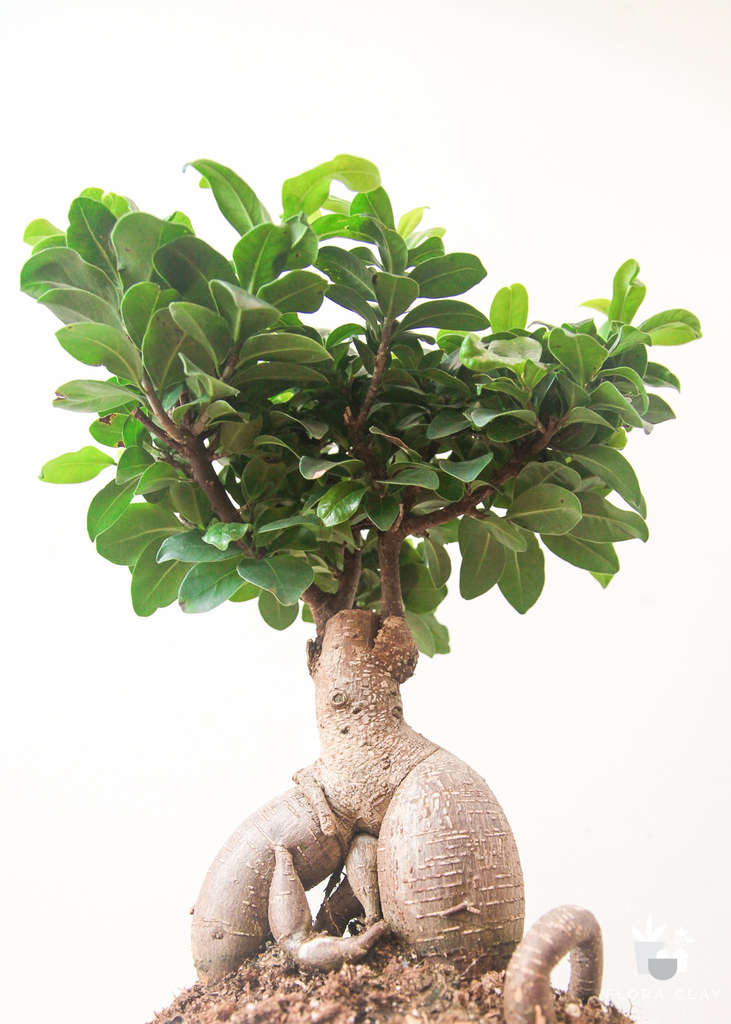 Ficus Ginseng Plant Arrangements – FLORA