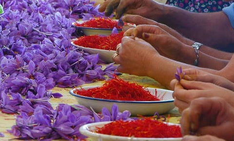 Saffronly growers checking each Saffron thread.