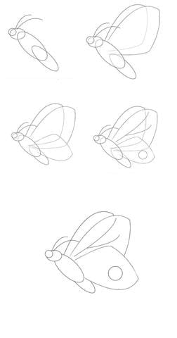 butterfly-face-lateral