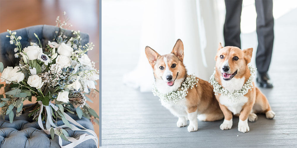 wedding puppies