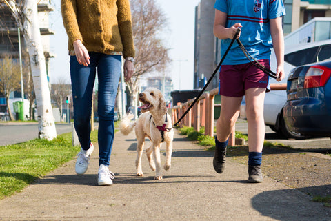 Baumutt, Non-pull dog harness, Dog harness for walking, No-pull dog harness, Front-clip dog harness, Adjustable dog harness, Comfortable dog harness, Reflective dog harness, Easy-on dog harness, Padded dog harness, Training dog harness