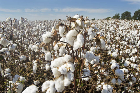 champs de coton, fleur de coton, culture du coton bio