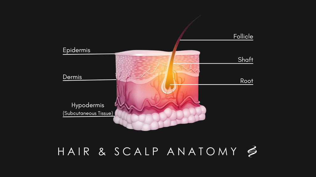 Hair And Scalp Anatomy