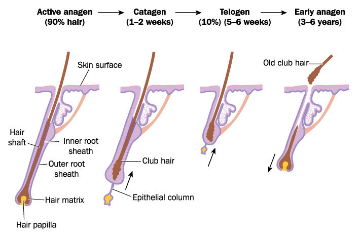 Phases of Hair Growth Beginning With Anagen