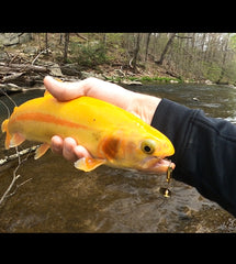 Golden Trout caught on a Brass Spinner