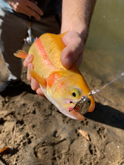 Golden Trout caught on a Nickel Spinner