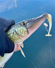 Pickerel caught on a Nickel spinnerbait