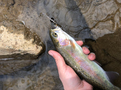 Rainbow trout caught on a nickel inline spinner