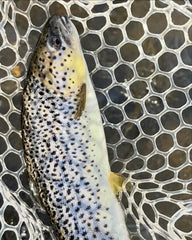Brown trout fooled by inline spinner