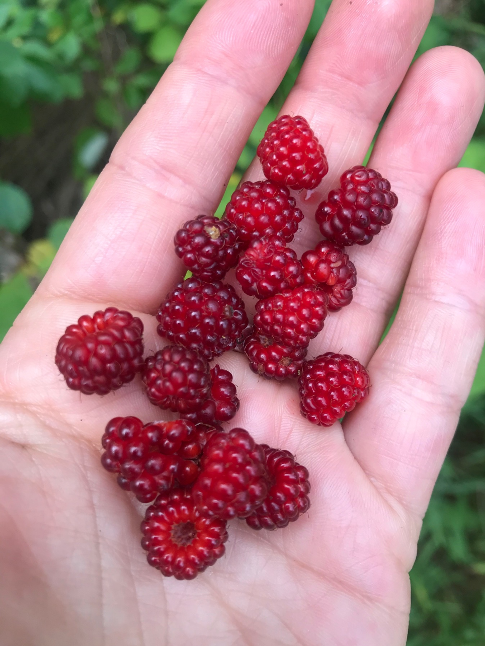 wild raspberries foraged in virginia