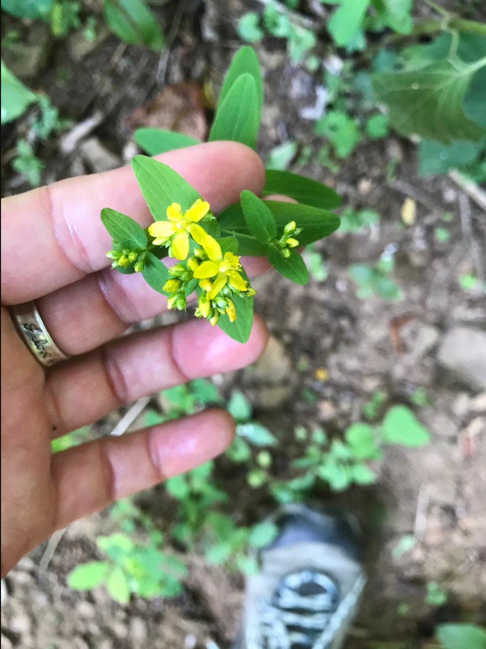 native virginia wildflower for herbal foraging