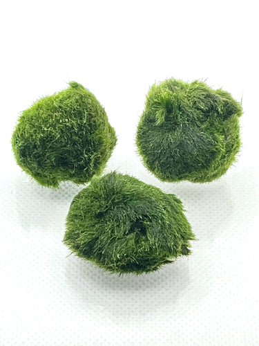 Buy 4 Artificial Aquarium Fake Seaweed Ball s Plastic Small Marimo Moss  Balls for Fish Tank Decoration 3.1 Inch Realistic Turtle Tank Accessories  Algae Ball for Decor Home 40 Gallon Tanks (4