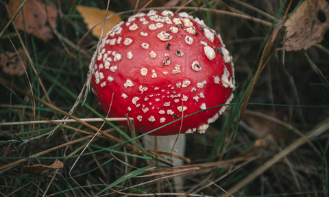 deadly mushroom