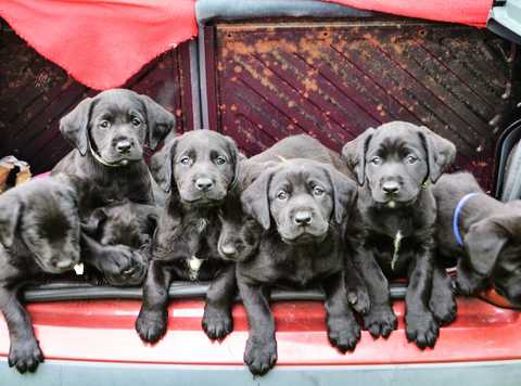 labrador puppies