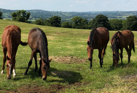 Thoroughbred Foals Northern Ireland