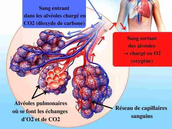OXYMÈTRE DE POULS ET COVID-19 : Mesurer son taux d'oxygène dans le sang ∣ Osiade.fr