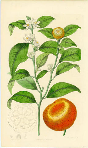 L'huile essentielle pure chémotypée de Mandarine (Citrus nobilis) est traditionnellement utilisée dans : les digestions difficiles, les nausées, la dyspnée, l'hyperactivité de l'enfant, le stress, l'insomnie, l'angoisse et l'anxiété. Elle est connue pour ses propriétés sédatives, relaxantes et calmantes, ainsi que pour ses propriétés toniques digestives.