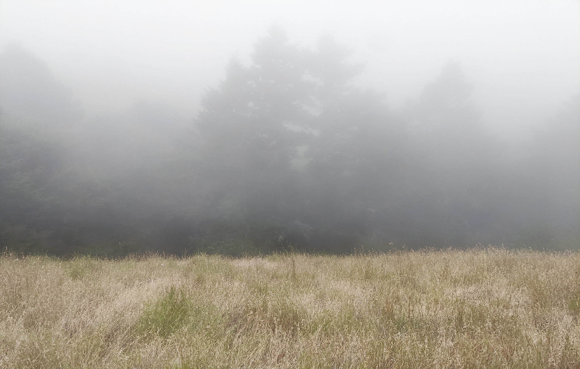 Mt Tam Park