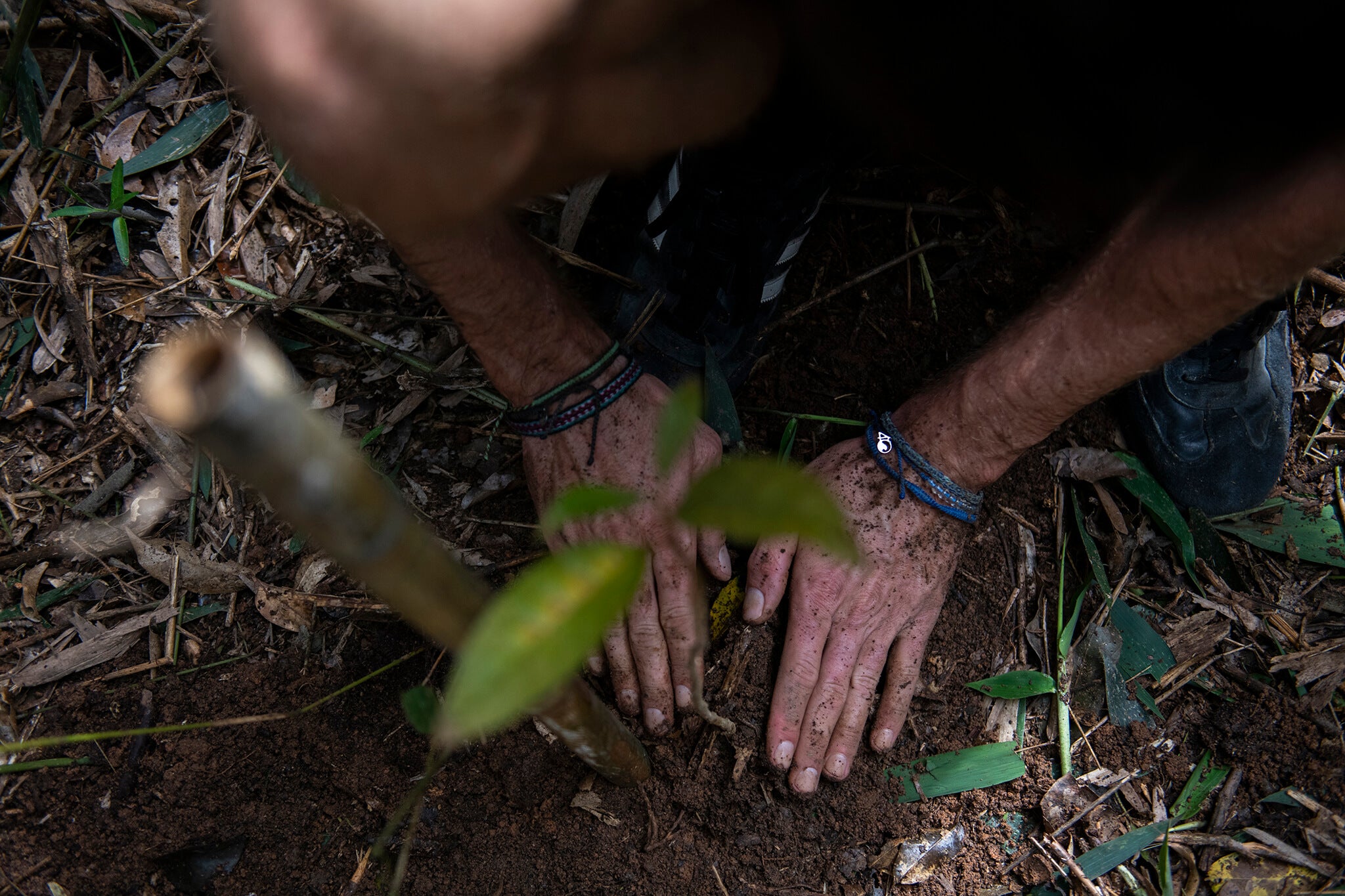 One Tree Planted Brazil