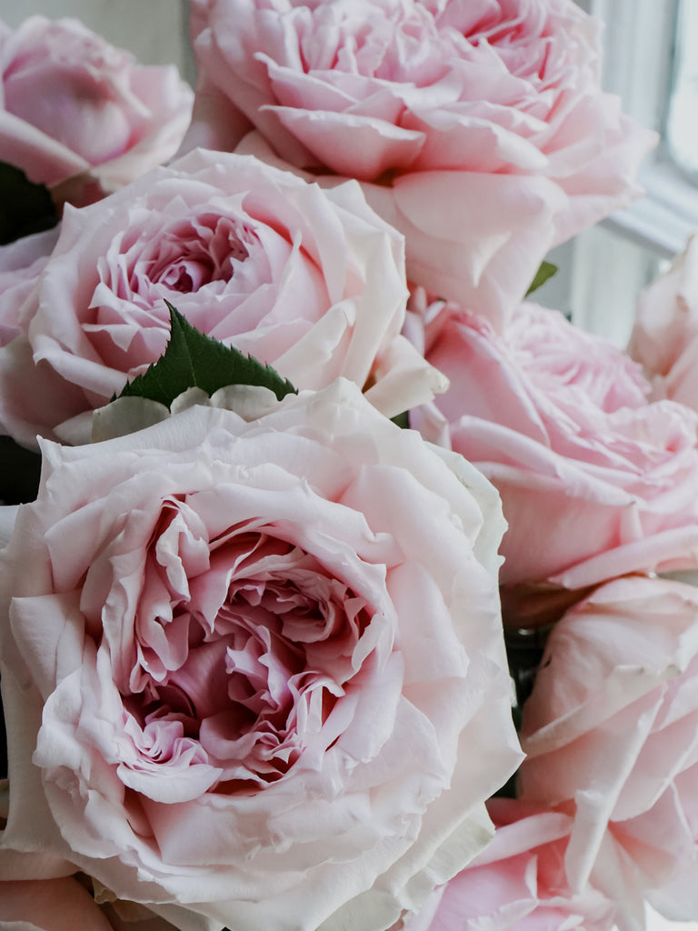 Black Rose Petals - Pink Princess