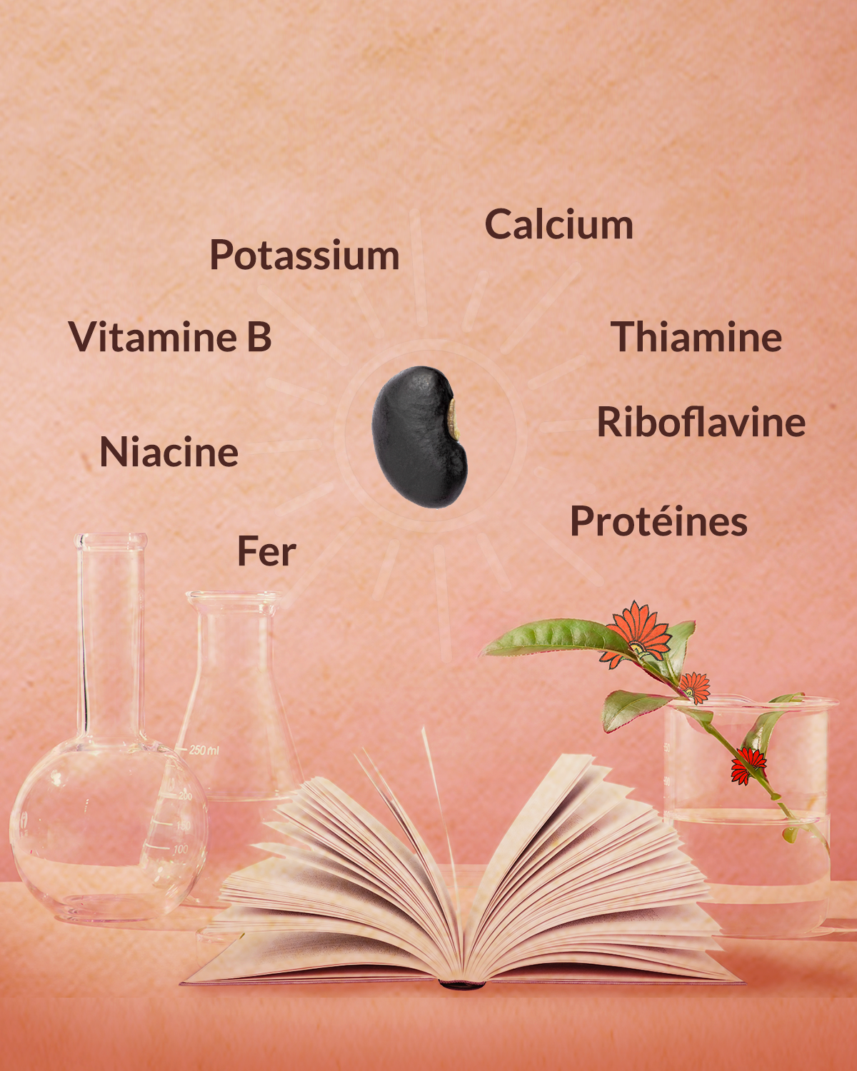 Valeur nutritionnelle du haricot noir illustrée avec des nutriments essentiels