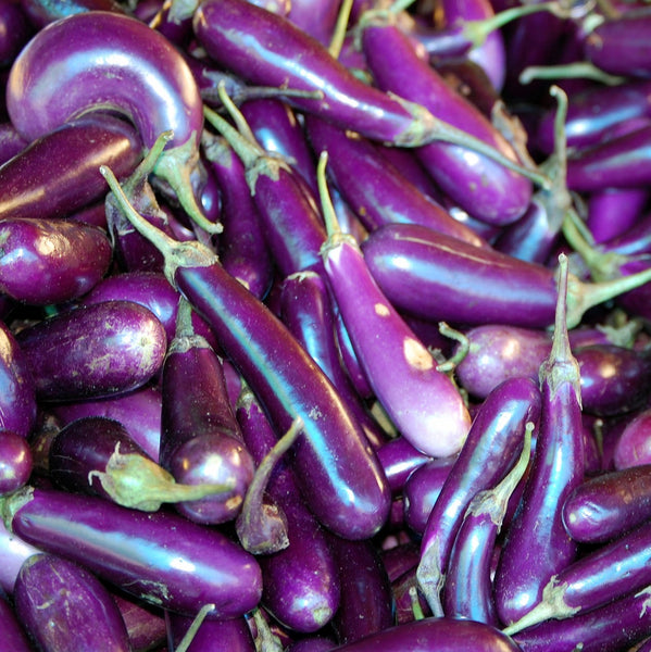 Eggplant Long Purple, Italian, Heirloom Seeds.