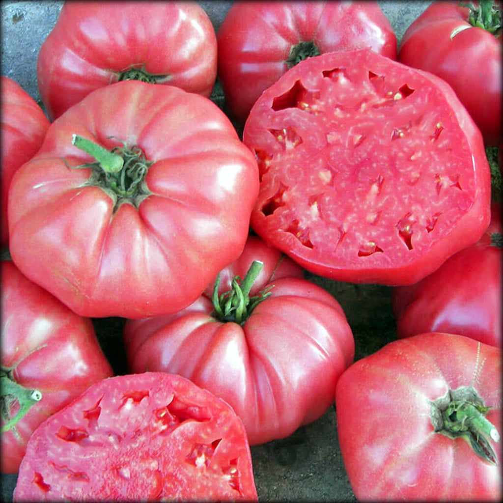 brandywine tomato plant