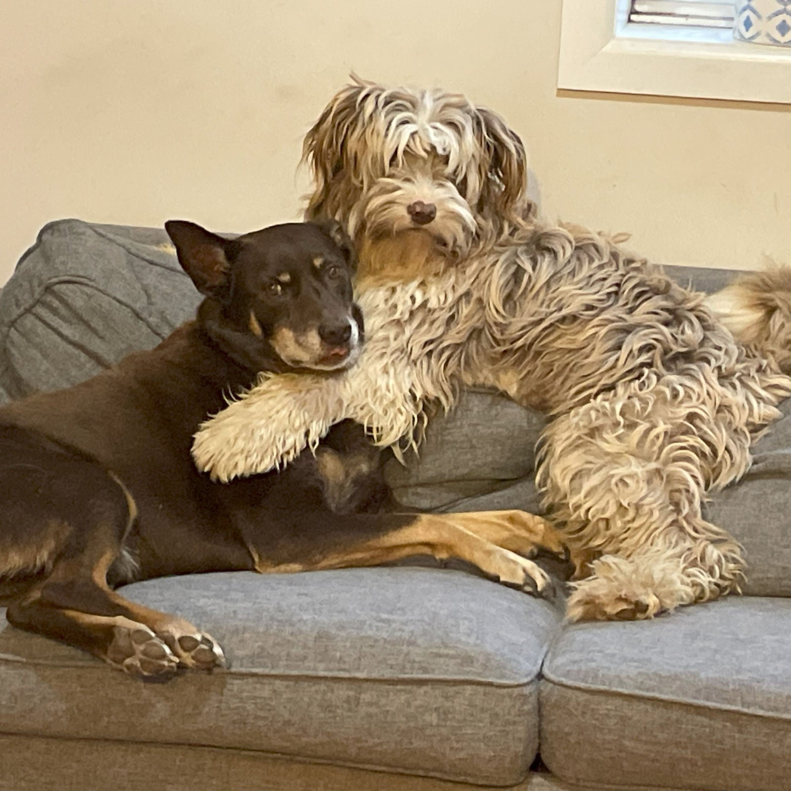 Dogs on couch