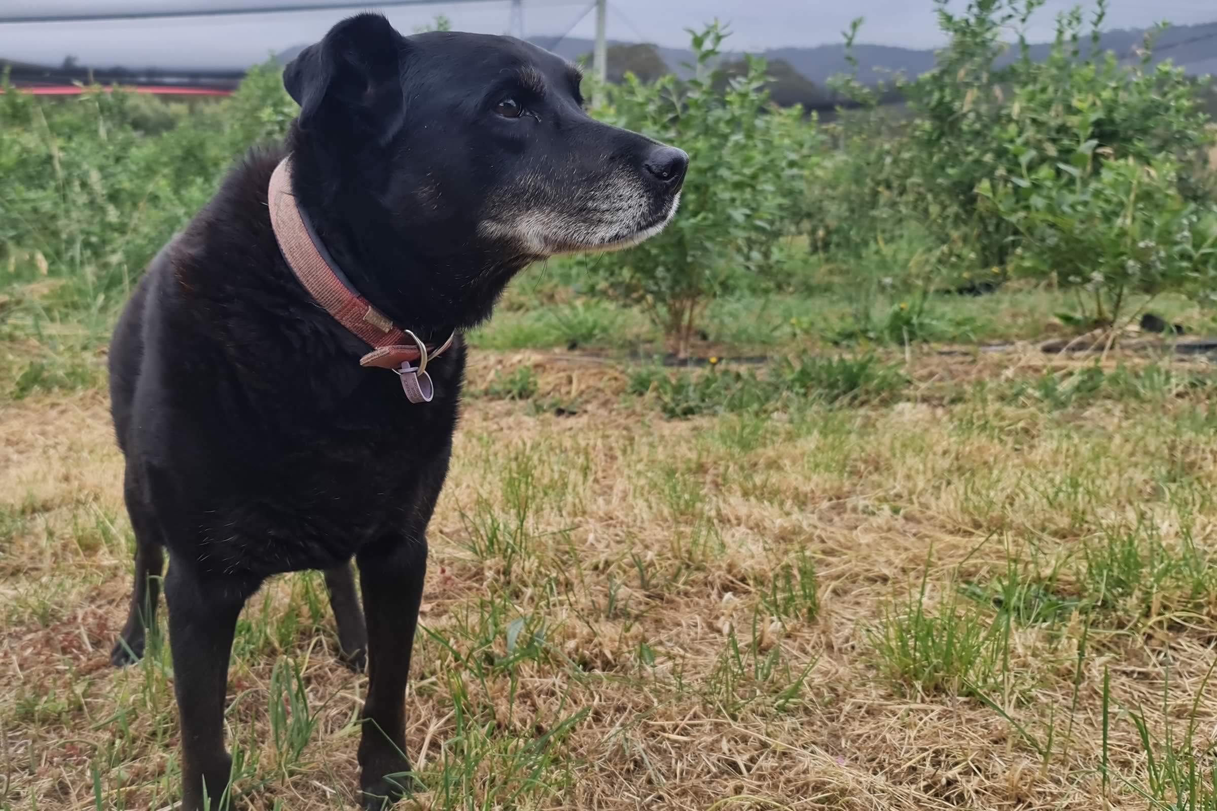 Ebony the dog.