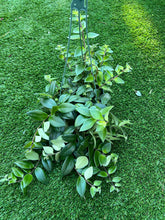 Load image into Gallery viewer, Lipstick plant 6”
