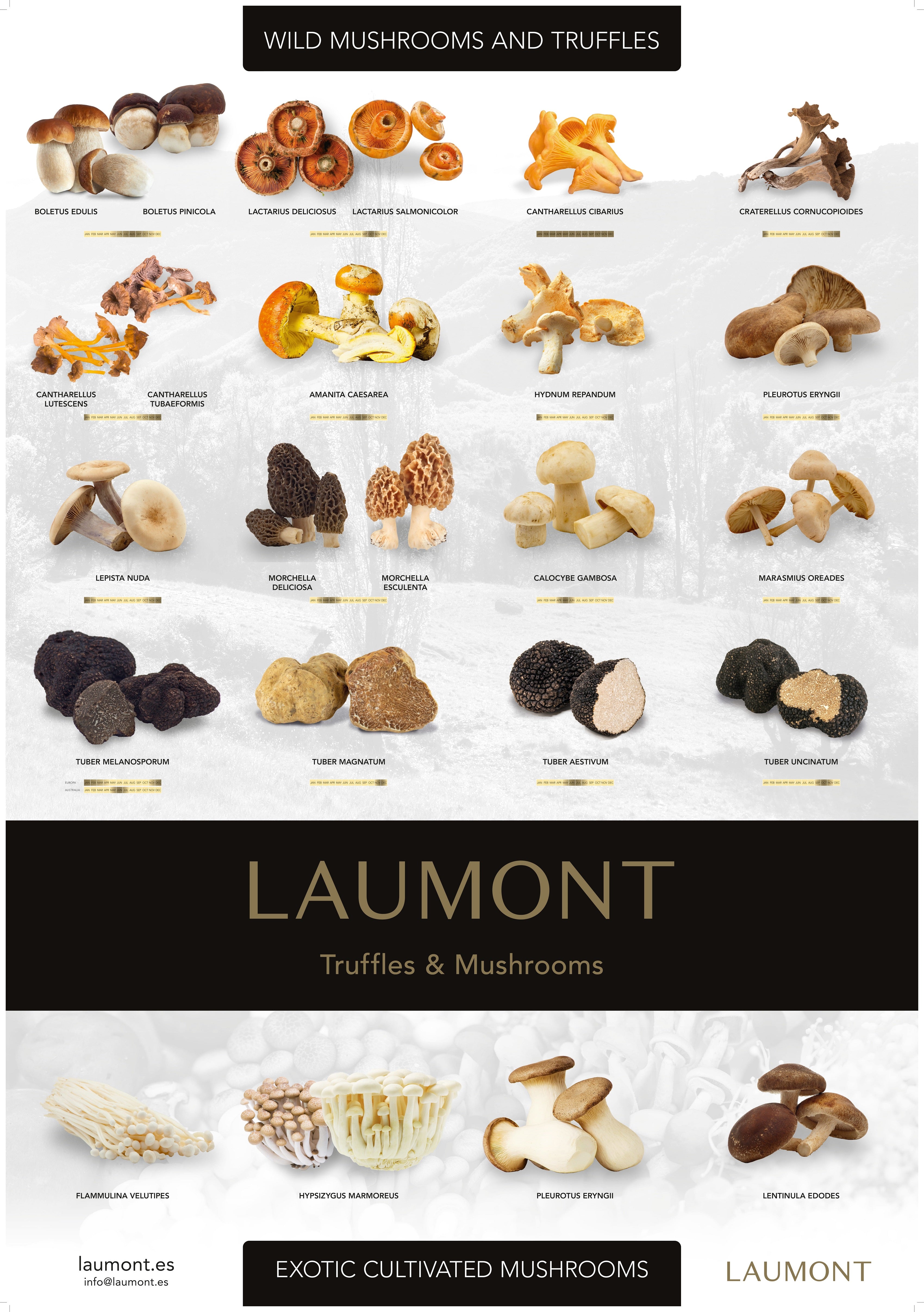 Mushroom and Truffle Season Poster (70cm x 100cm) - LAUMONT UK product image