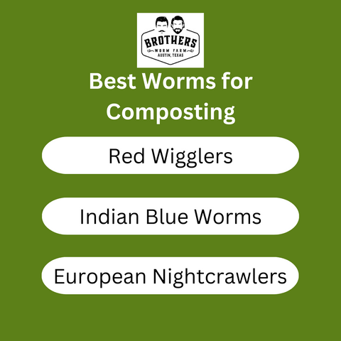 best worms for composting, red wiggler, Indian blue worm, European nightcrawler