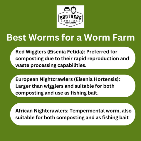 best worms for  worm farm, how to start a worm farm