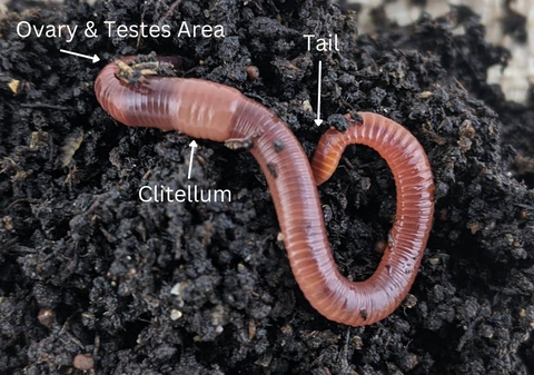 how do worms reproduce, worm sexual organs, worm clitellum, worm ovary and tests