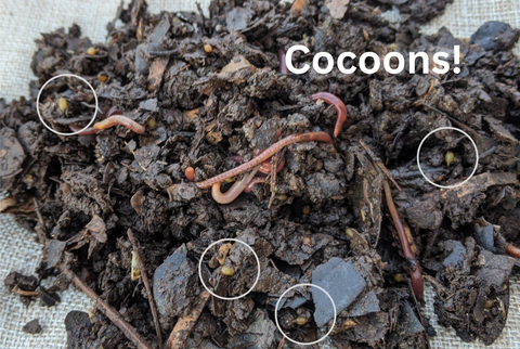 worm cocoons, what do worm cocoons look like, red wiggler cocoons