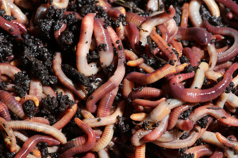 European Nightcrawlers: Why ENCs are One of The Best Worms for Fishing –  Brothers Worm Farm