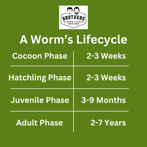 lifespan of worms, lifecycle of worms, what are the lifecycle phases of a worm