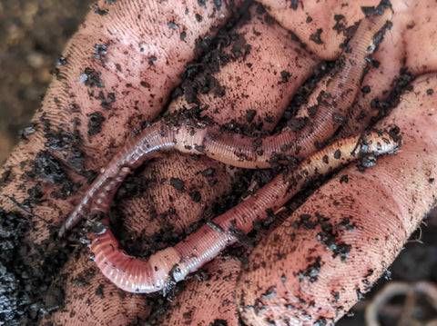 european nightcrawler, best worm for composting