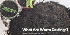 what are worm castings, what is worm poop, how do worm castings work, benefits of worm castings