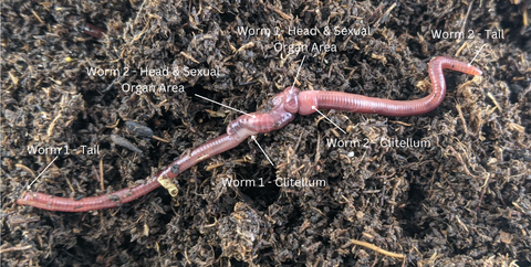 earthworms breeding, how do earthworms reproduce, how to earthworms make babies, earthworms mating